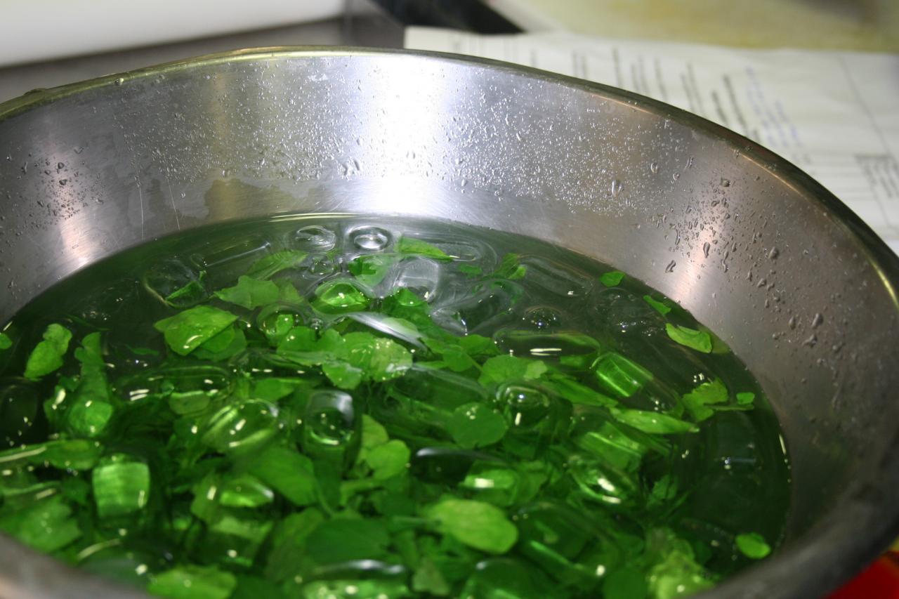 PROJET AQUAPONIE (100)