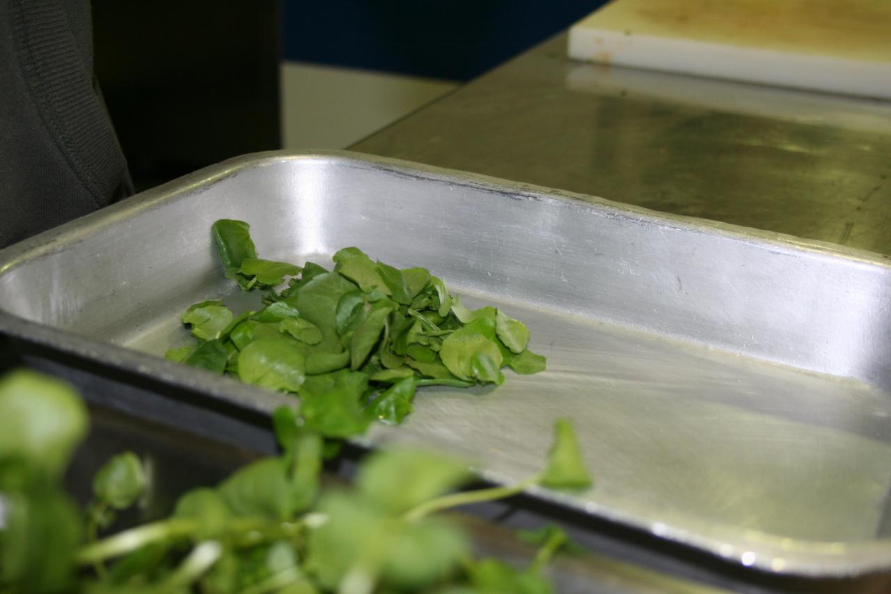 PROJET AQUAPONIE (95)